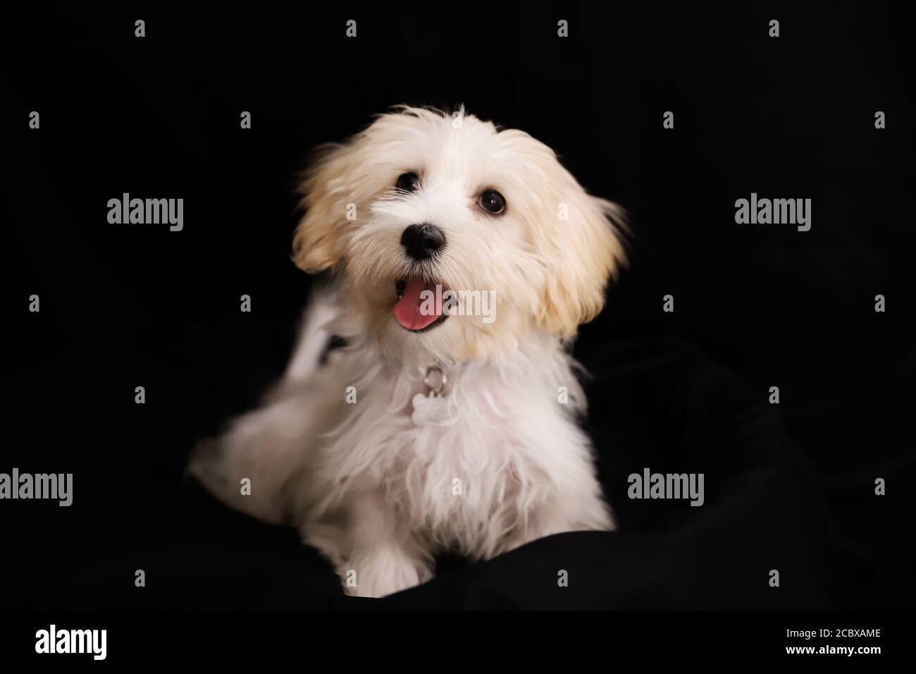 malte terrier posant calmement dans le studio Banque D'Images