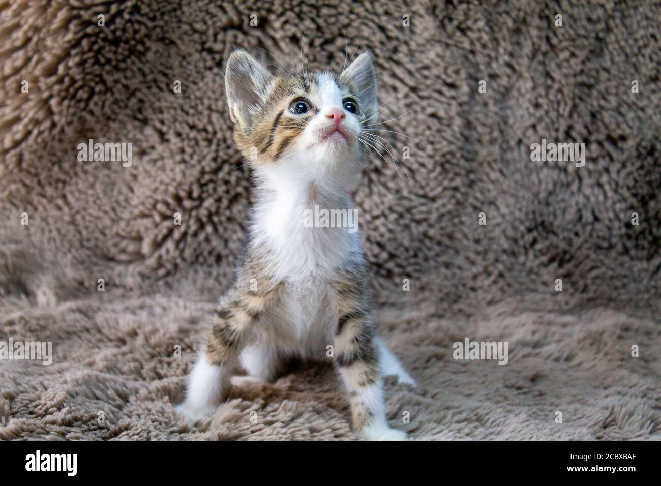 4 chatons attendent leurs propriétaires Banque D'Images