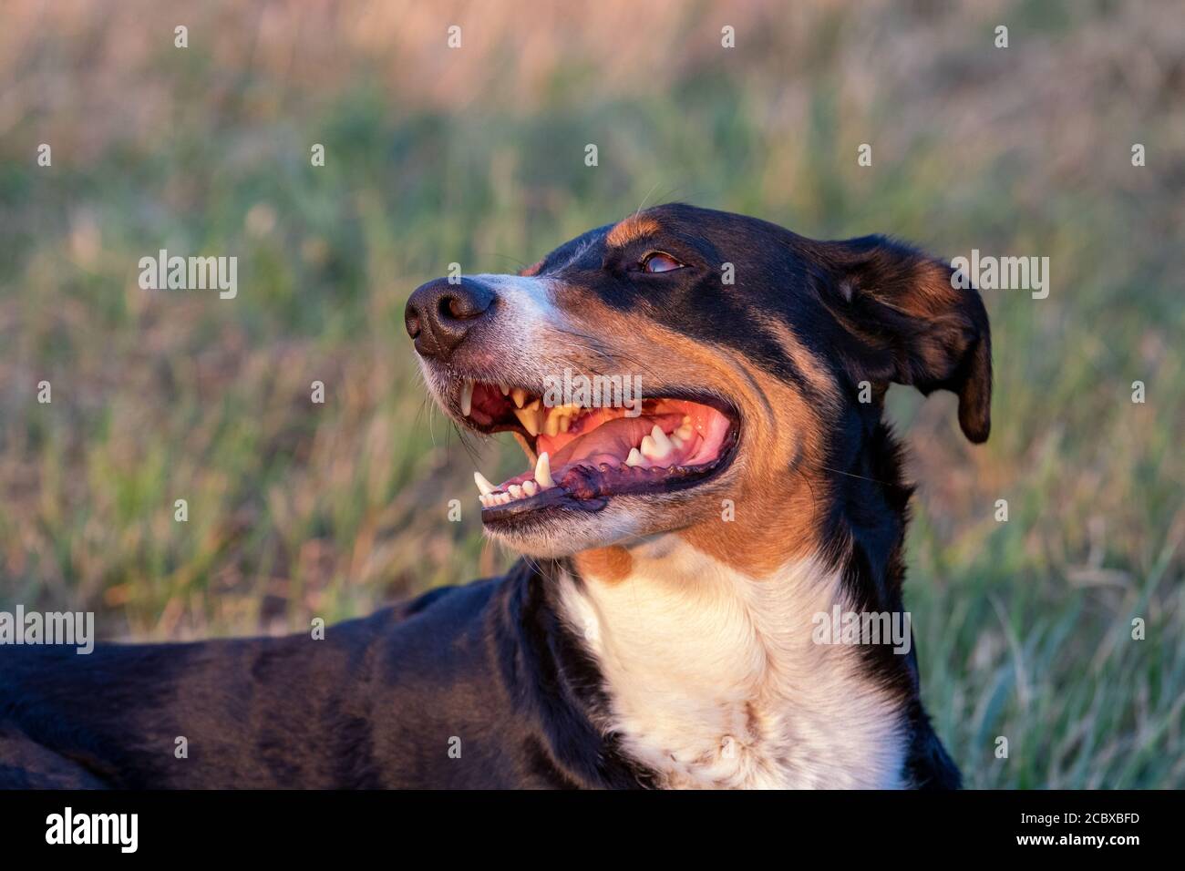 Chien couché dans l'herbe à l'extérieur au coucher du soleil, Appenzeller Sennenhund Banque D'Images