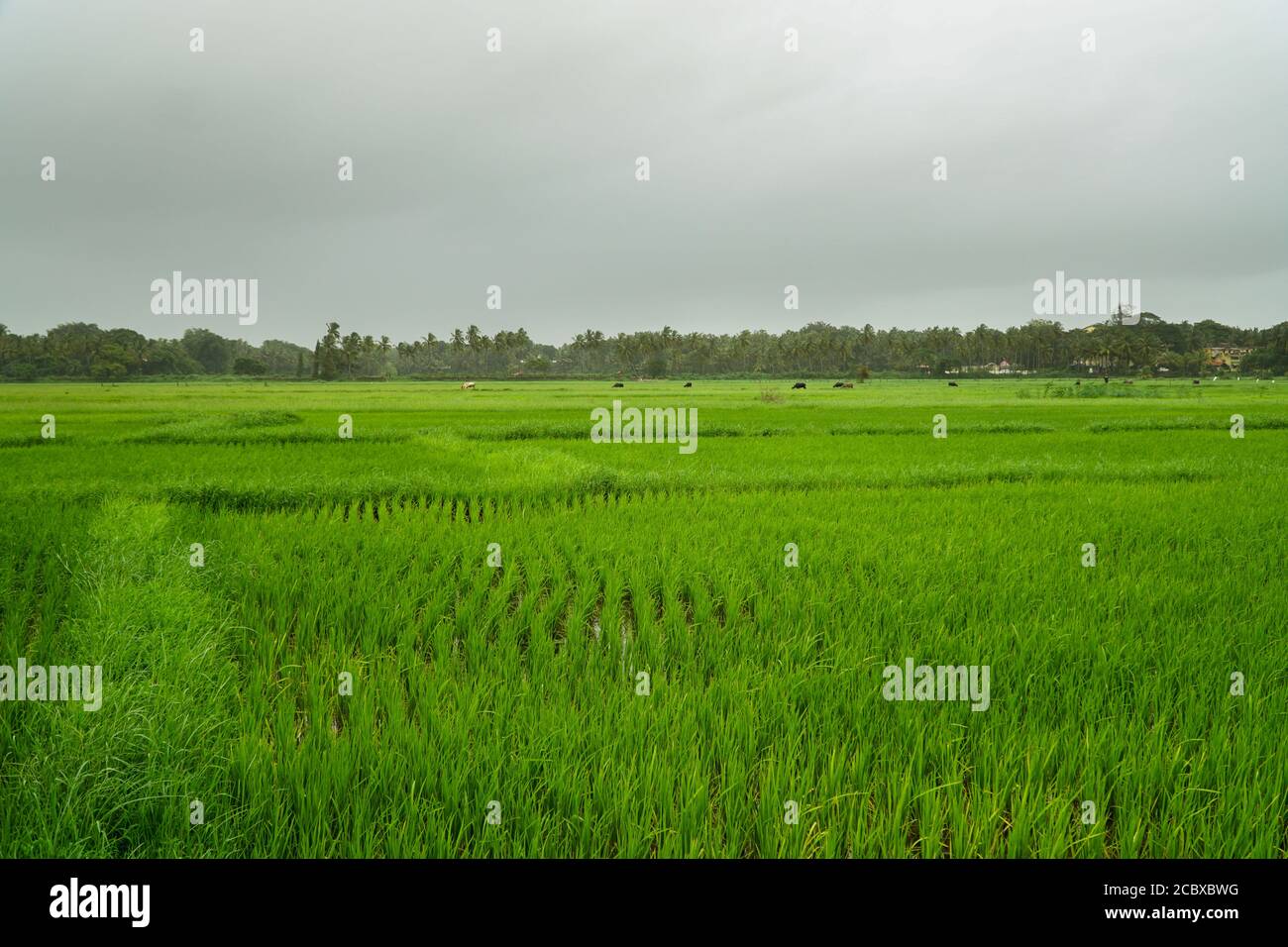 Les rizières verdoyantes pendant les moussons de Goa, en Inde Banque D'Images