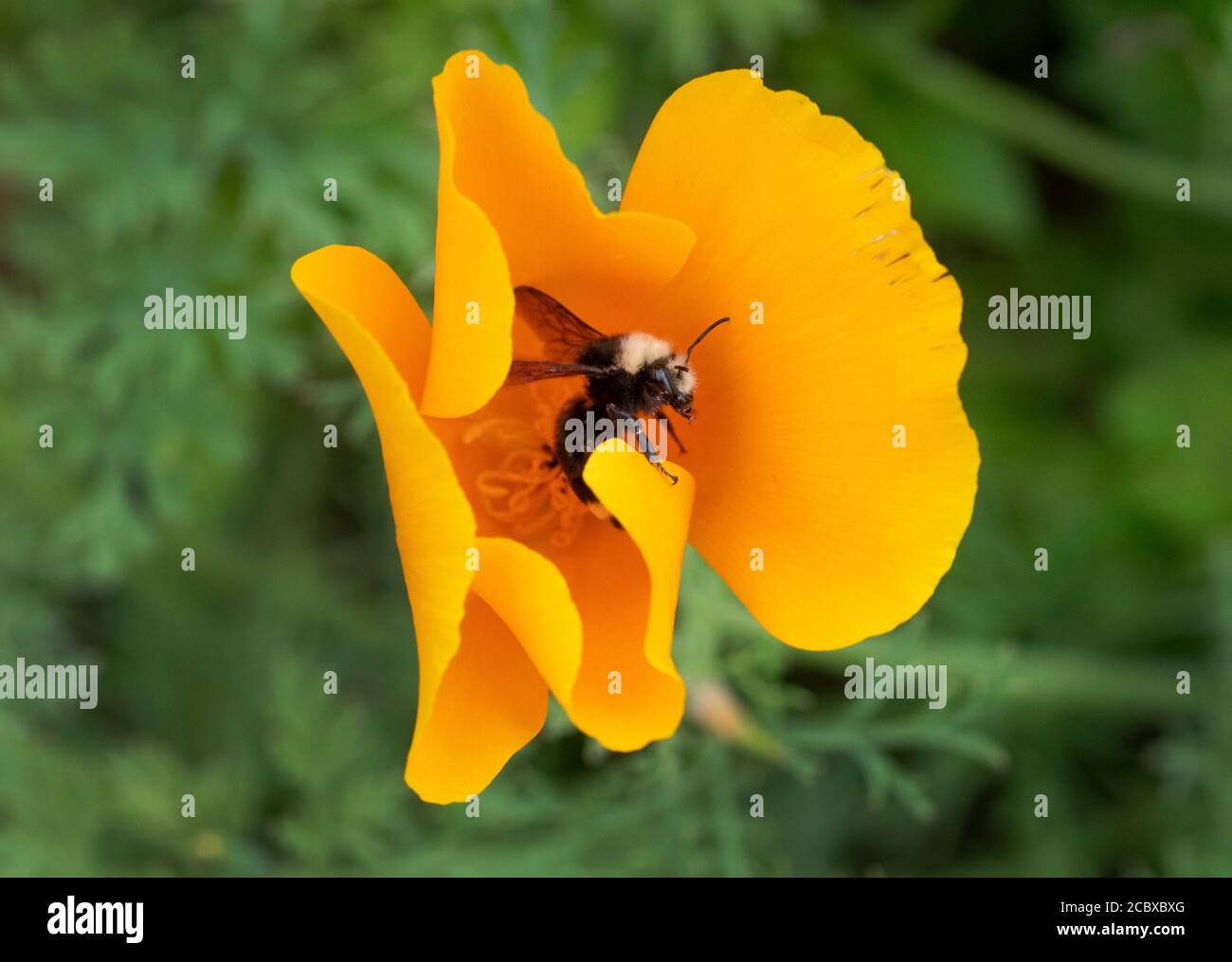 Abeille Bumble à face jaune (Bombus vosnesenskii) Récolte de pollen dans la fleur de pavot de Californie Banque D'Images