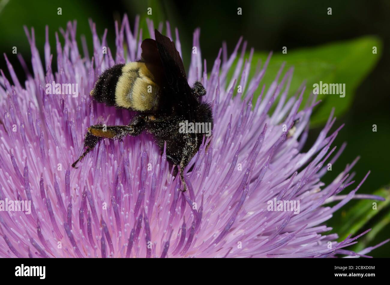 Bourdon américain, Bombus pensylvanicus, alimentation sur thistle, Cirsium sp. Banque D'Images