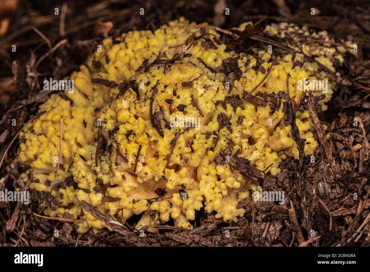 Ramaria Mushroom, Moscou Mountain, ID Banque D'Images