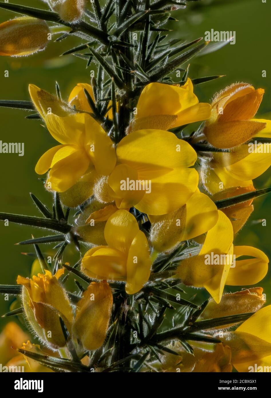 Pic de floraison de Gorse, Ulex europaeus, au début du printemps. Banque D'Images