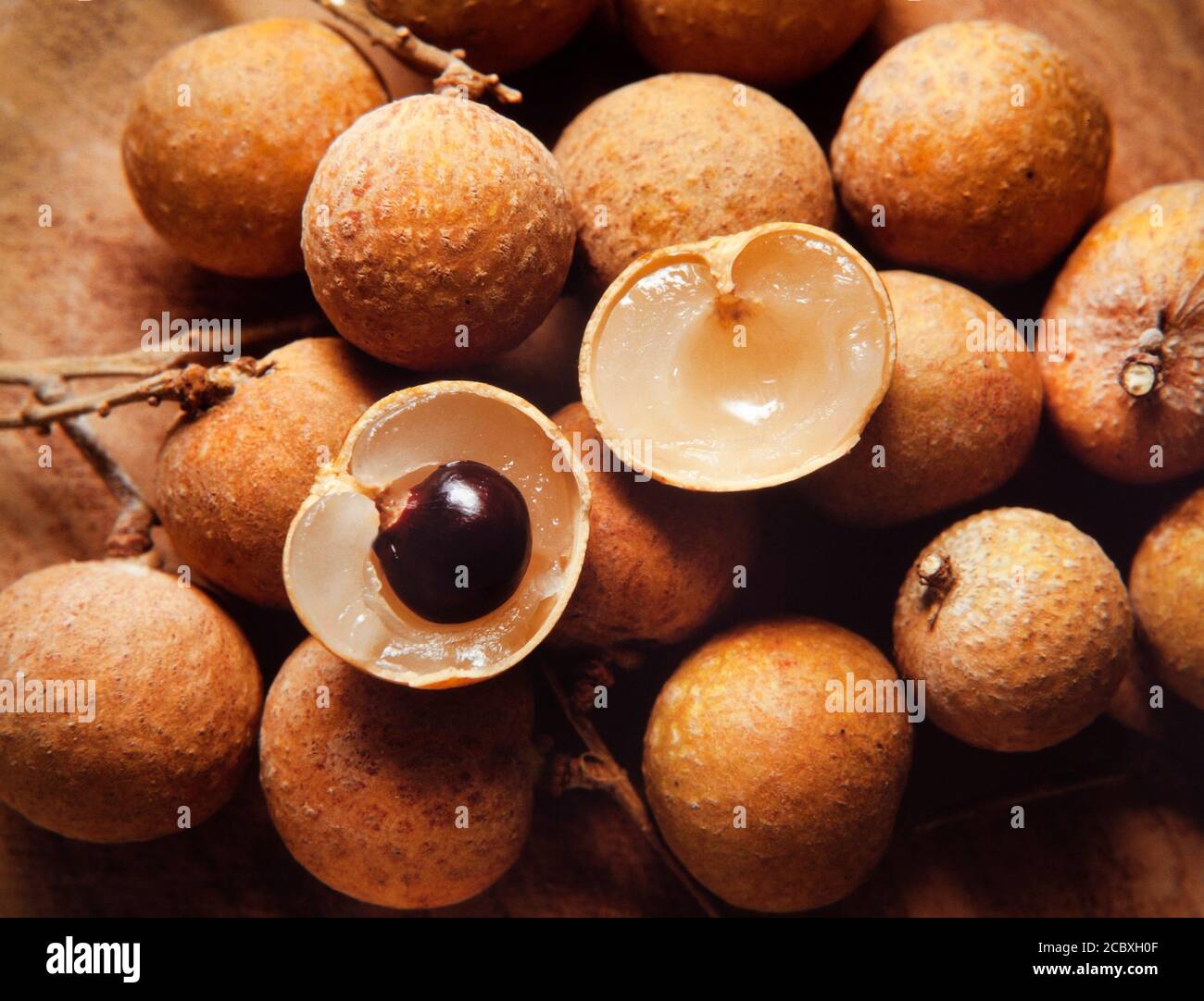 Fruit de longan, euphorie de longan, arbre cultivé jusqu'à 15 mètres de hauteur Banque D'Images
