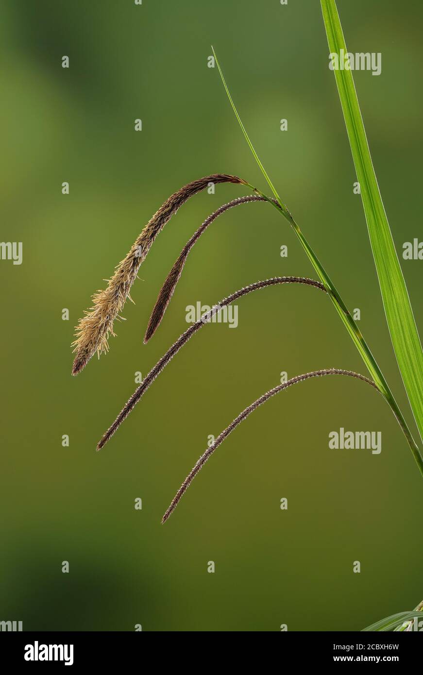 Sedge pendante, Carrex pendula, en fleur avec pointes mâles et femelles suspendues. Banque D'Images