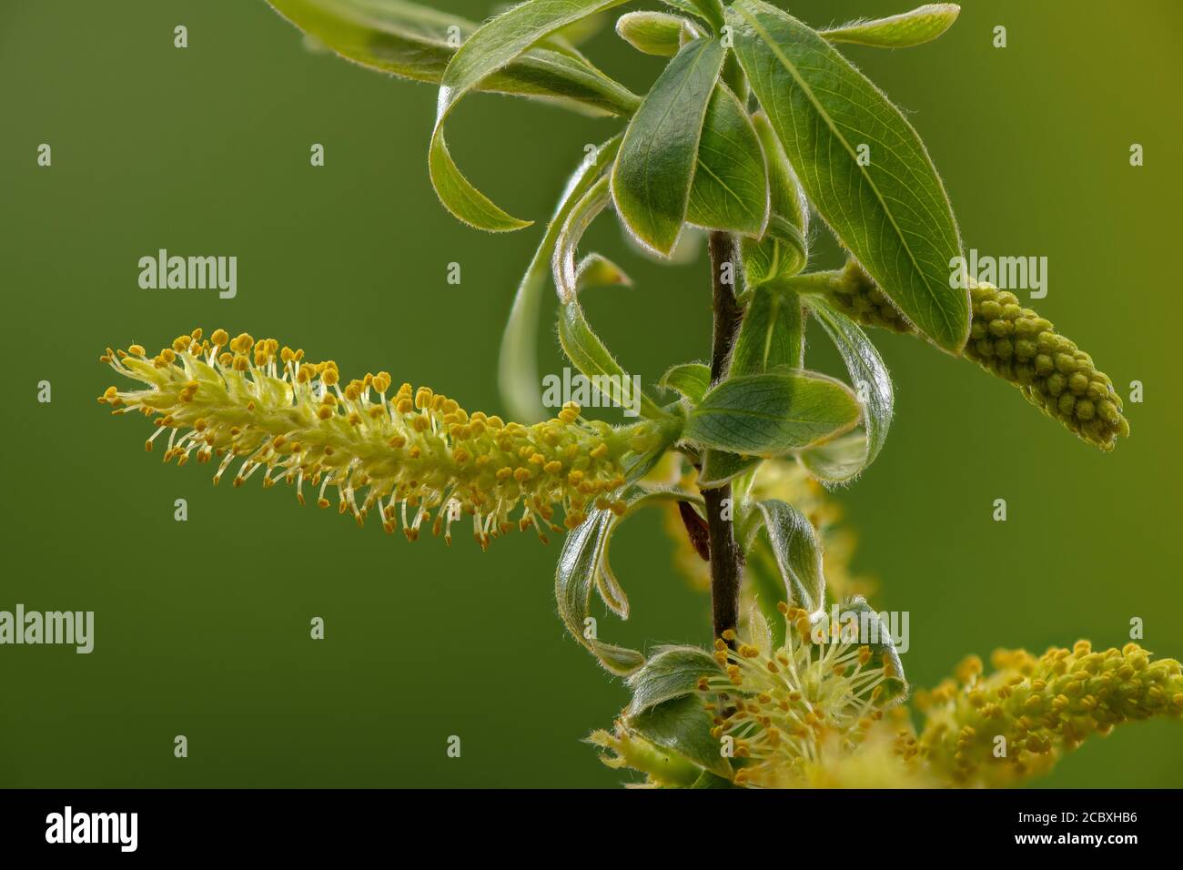 Des chatons mâles naissants de saule de crack, Salix fragilis, au début du printemps. Banque D'Images