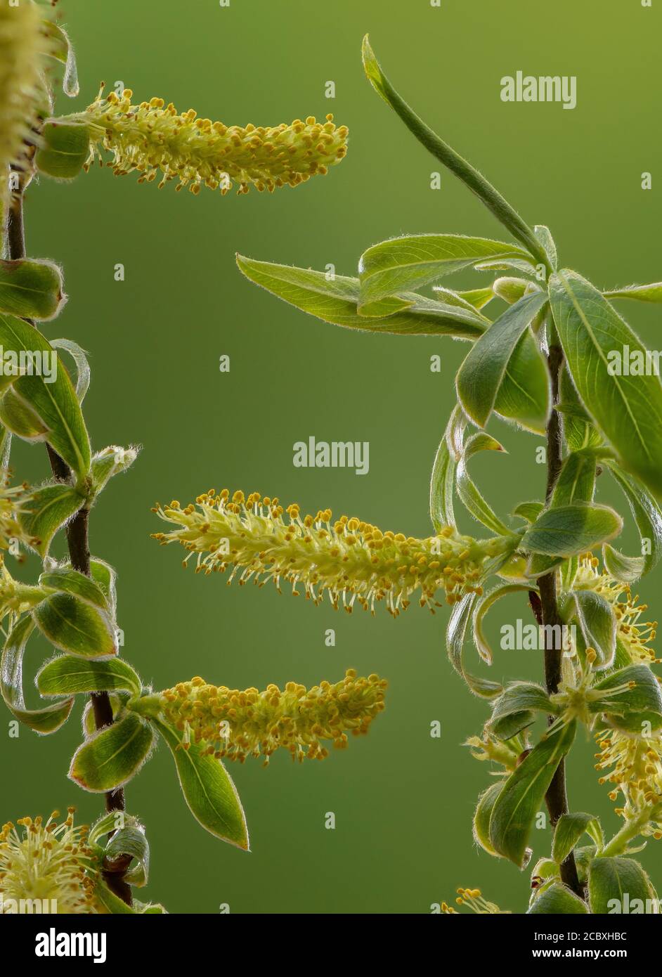 Des chatons mâles naissants de saule de crack, Salix fragilis, au début du printemps. Banque D'Images