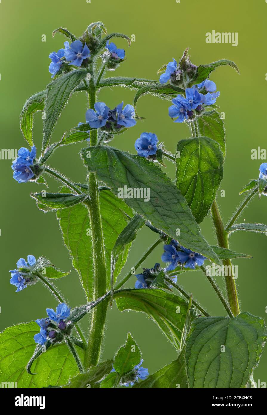 Alcanet vert, Pentaglottis sempervirens, en fleur au printemps, sur le bord de la route. Banque D'Images