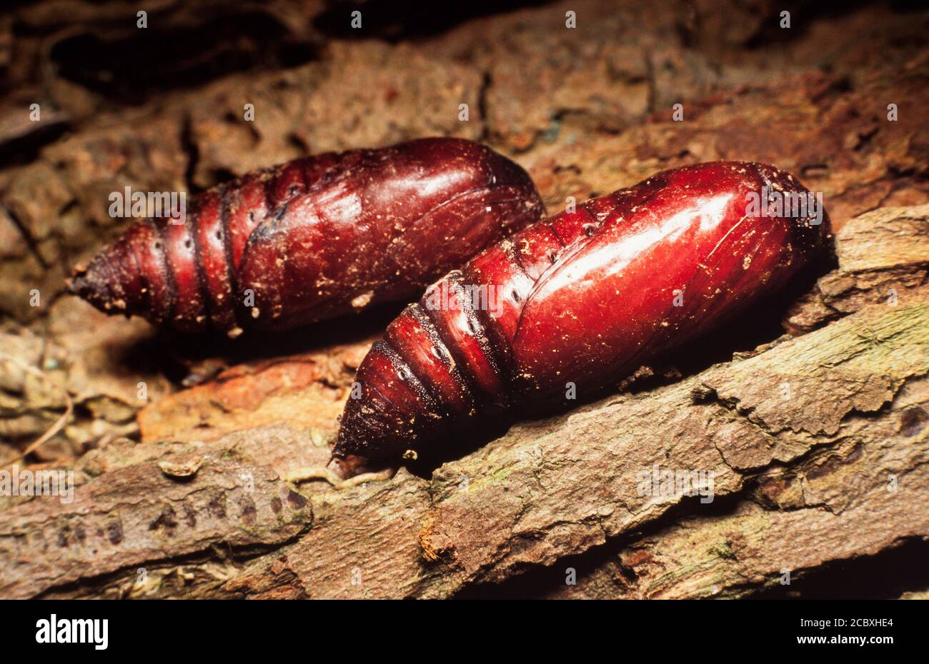 Grande pupa jaune, Noctua pronuba Banque D'Images