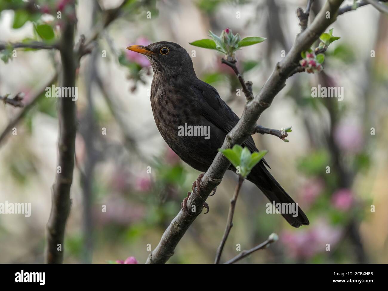 Mâle adulte Blackbird, Turdus merula en saison de reproduction, perchée dans un pommier. Banque D'Images