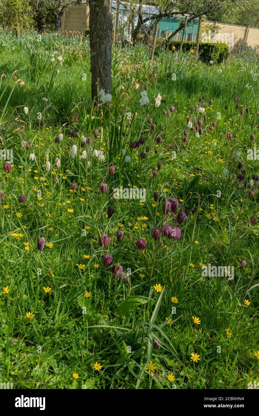 Fritillaries à tête de serpent, Fritilaria meleagris naturalisé dans le jardin sauvage de la plaine inondable de dorset. Banque D'Images