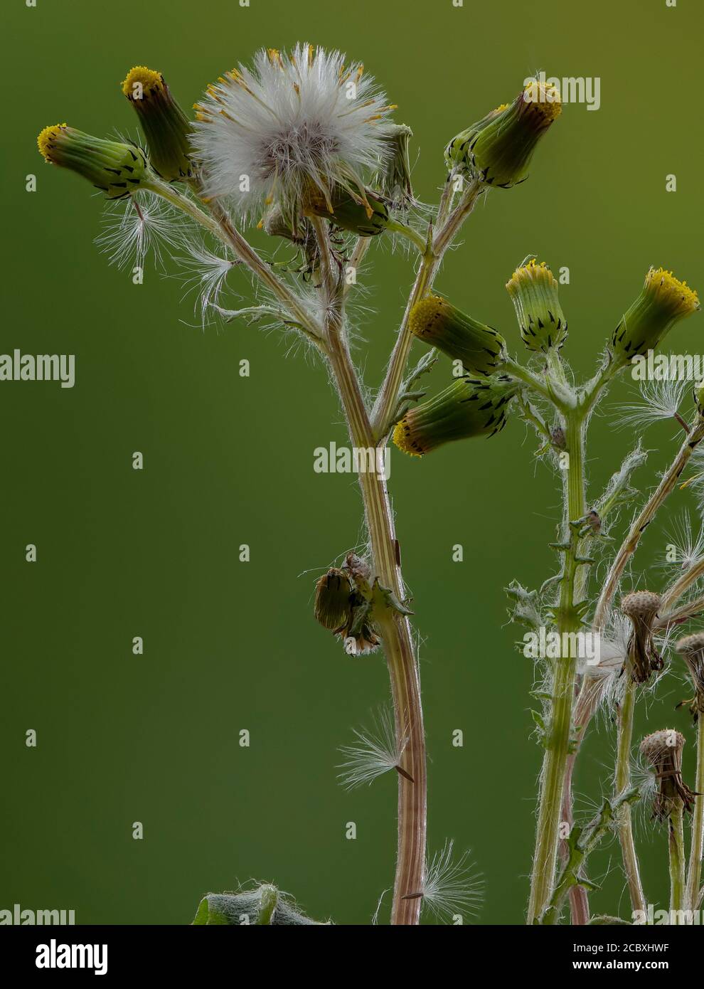 Sel commun, Senecio vulgaris, en fleurs et en fruits. Banque D'Images