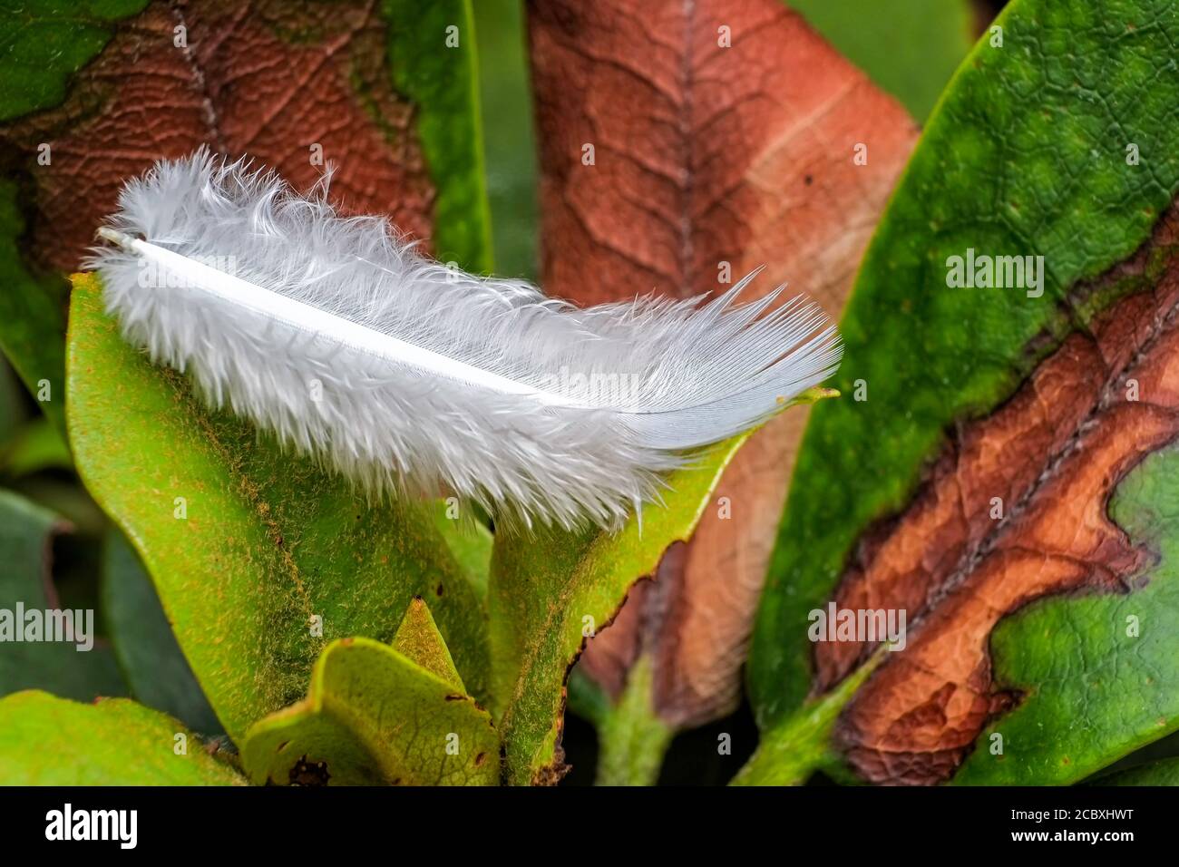 Plume blanche tombée dans un jardin de Norfolk. Banque D'Images