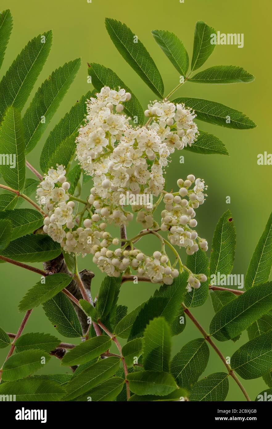 Rowan, Sorbus aucuparia, en fleur au printemps. Banque D'Images