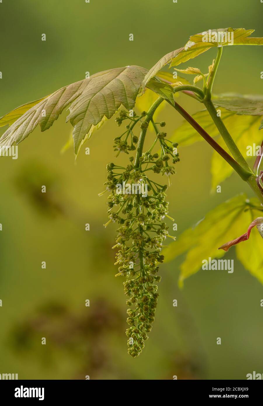 Sycamore, Acer pseudoplatanus, en fleur au printemps. Banque D'Images