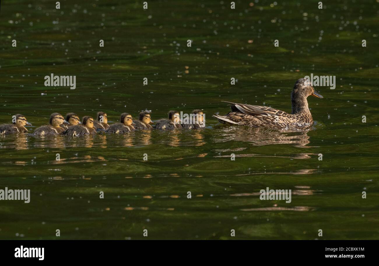 Femelle Mallard, Anas platyrhynchos, avec des conduits nouvellement éclos sur la rivière au printemps. Banque D'Images