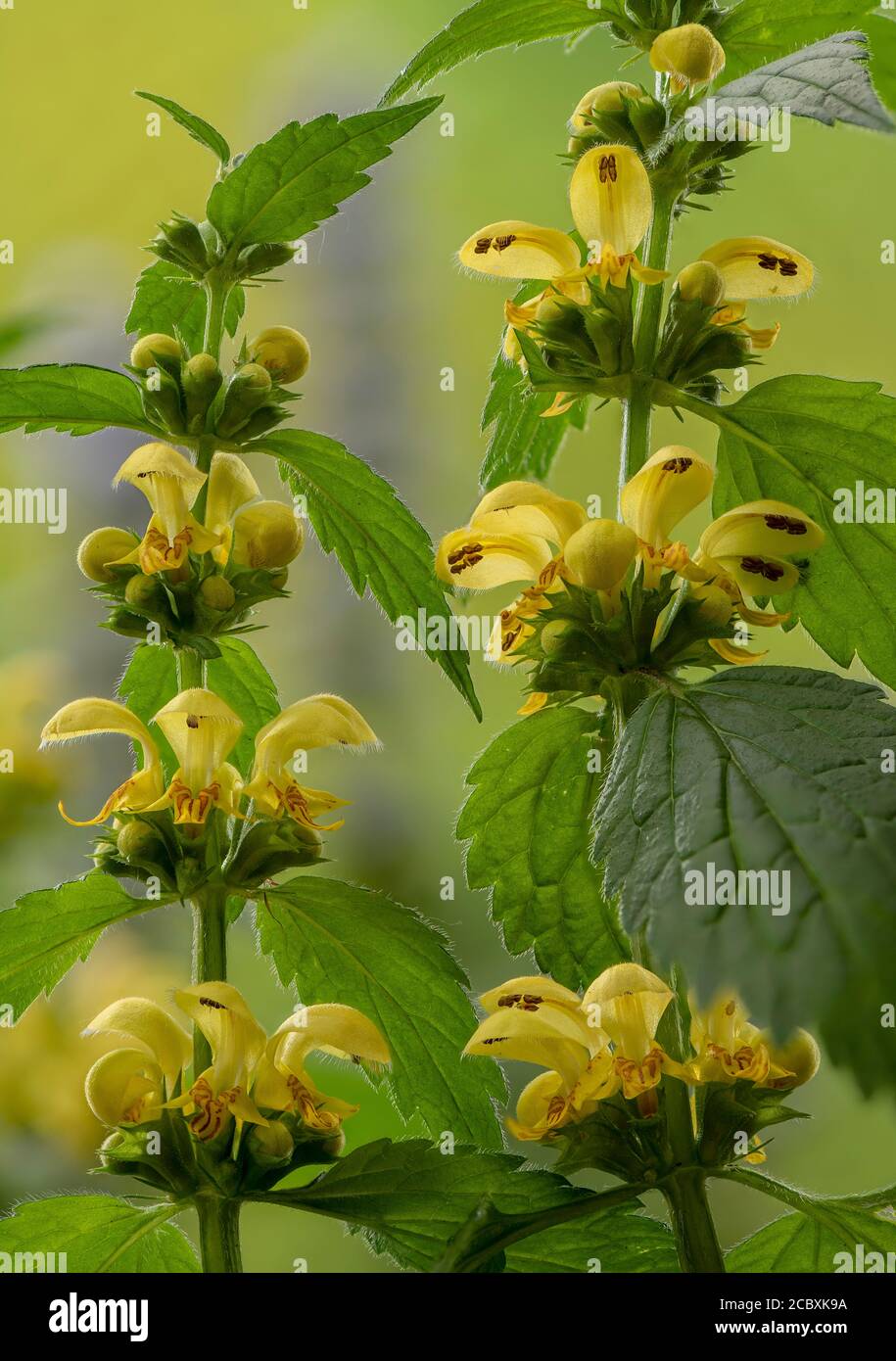 Archange jaune, Lamiastrum galeobdolon ssp montanum, en fleur dans les bois au printemps. Dorset. Banque D'Images