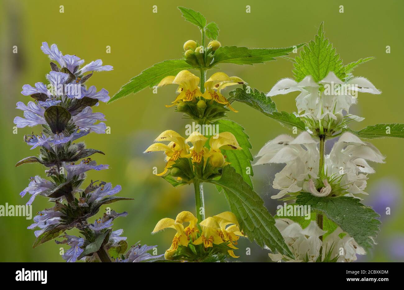 Archange jaune, Lamiastrum galeobdomon ssp montanum, en fleur dans les bois avec l'ortie morte blanche et le bugle au printemps. Dorset. Banque D'Images
