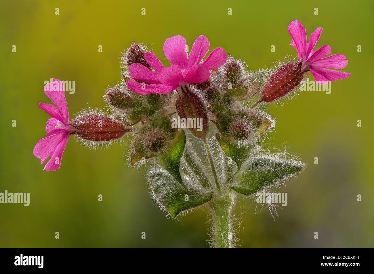 Fleurs mâles de Red campion, Silene dioica au printemps, avec rosée tôt le matin. Banque D'Images