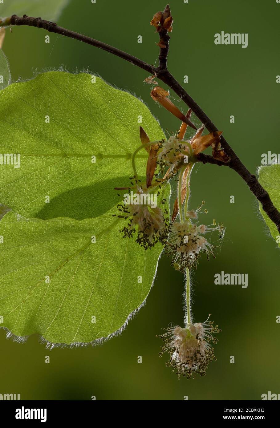 Fleurs mâles de Beech, Fagus sylvatica, au printemps. Banque D'Images