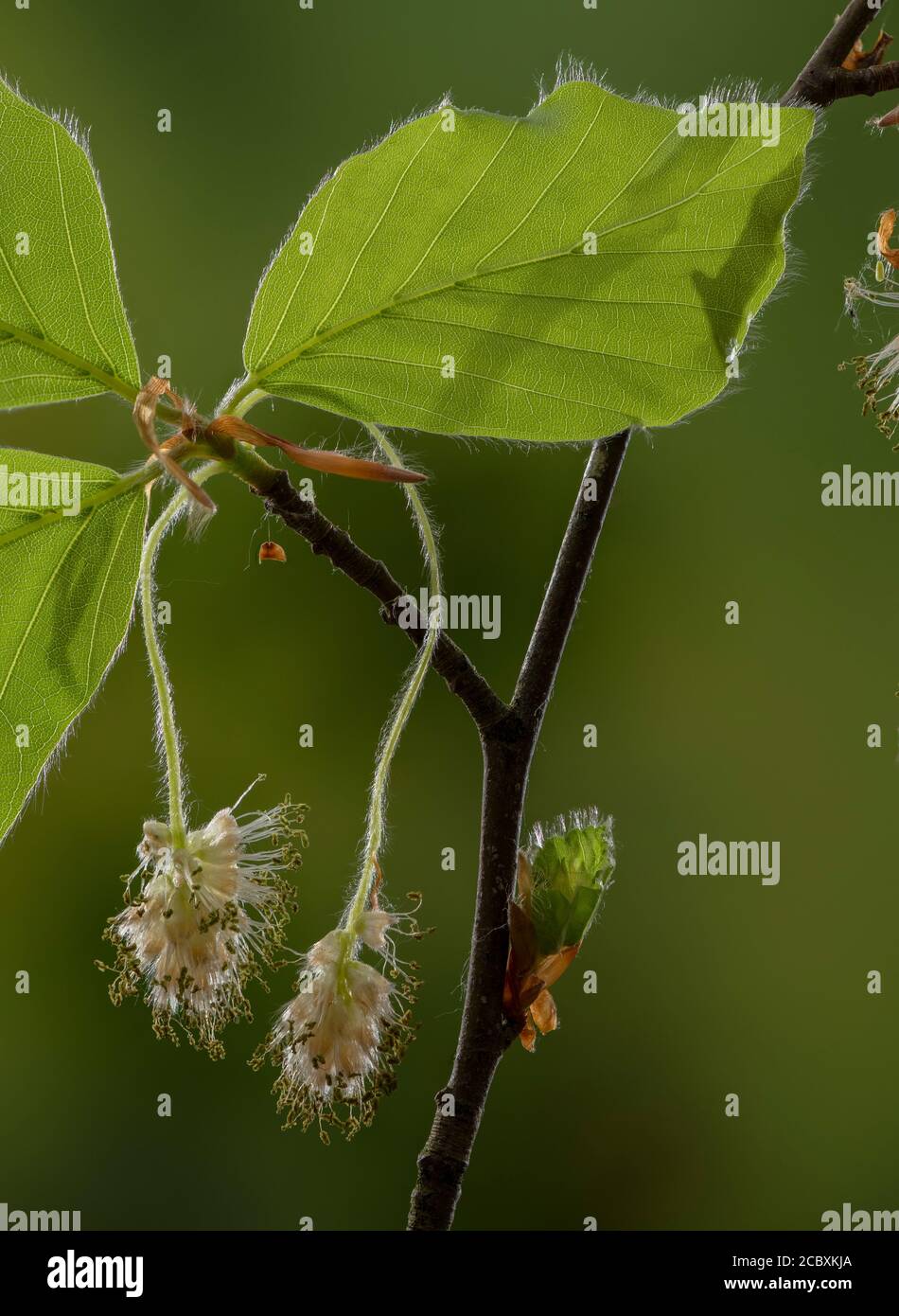 Fleurs mâles de Beech, Fagus sylvatica, au printemps. Banque D'Images