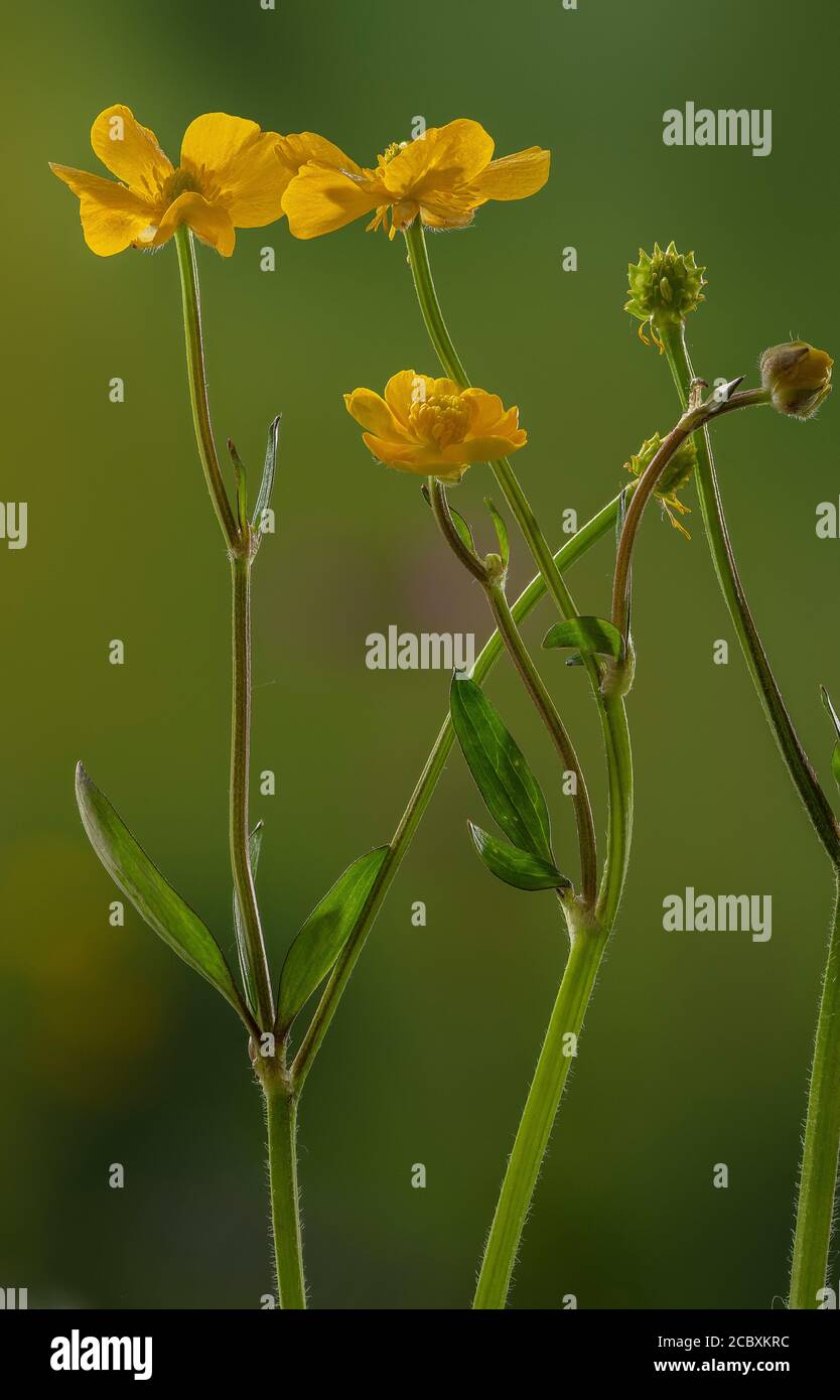 Coupe de beurre rampante, Ranunculus repens, en fleur avec des fruits en développement. Banque D'Images