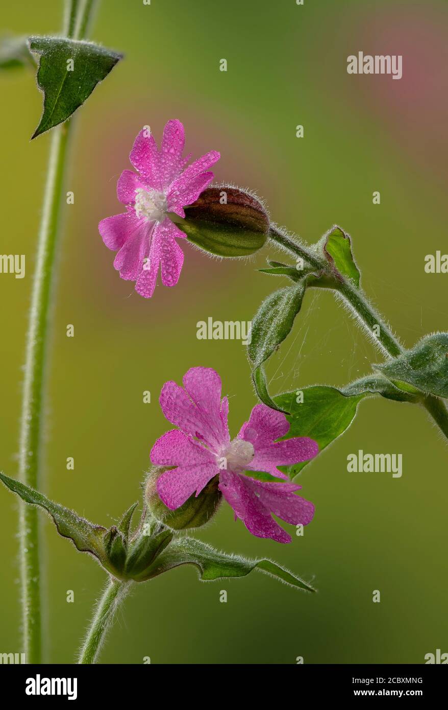 Red campion, Silene dioica, plantes femelles en fleur. Banque D'Images