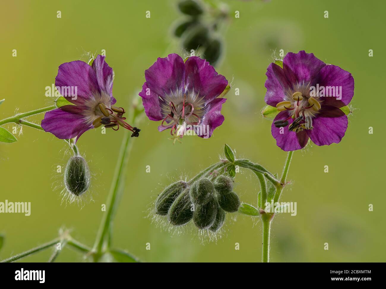 Le bec de la grue, Geranium phaeum, en fleur. Banque D'Images