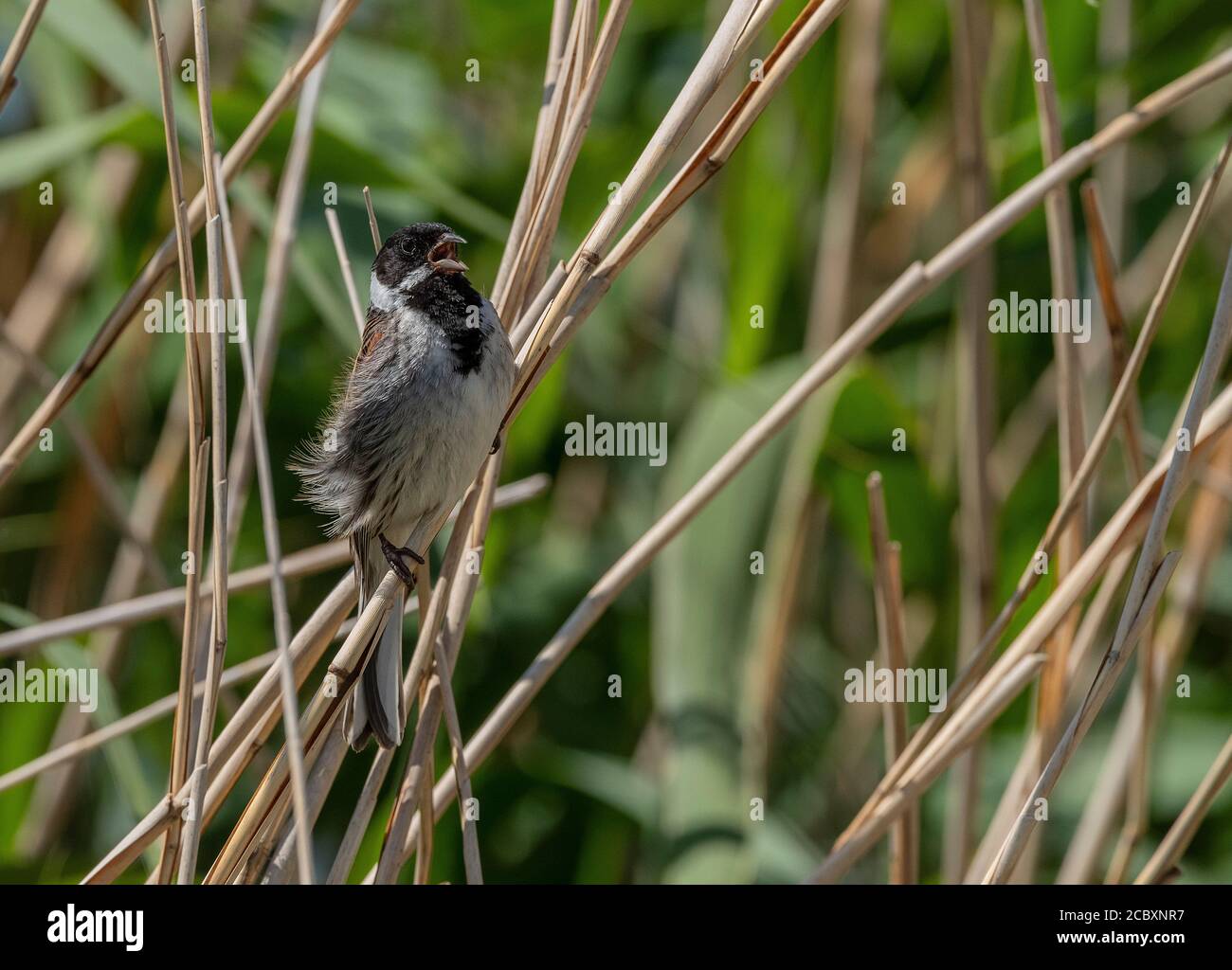 Banderole en roseau commune, Emberiza schoeniclus, chantant parmi les roseaux. Banque D'Images