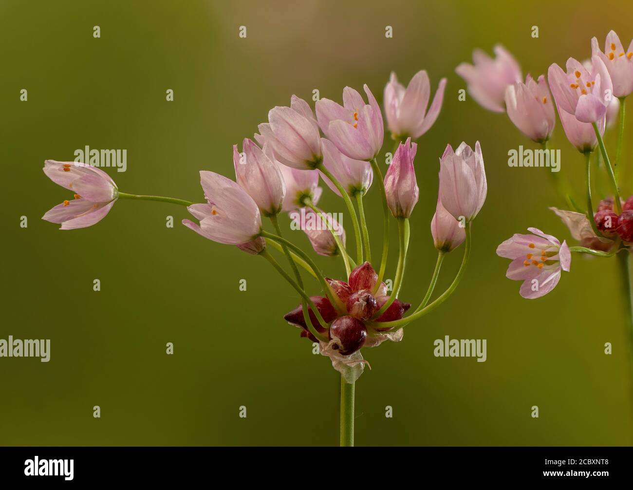 Ail rosé, Allium roseum en fleur avec fleurs et bulblets. Banque D'Images