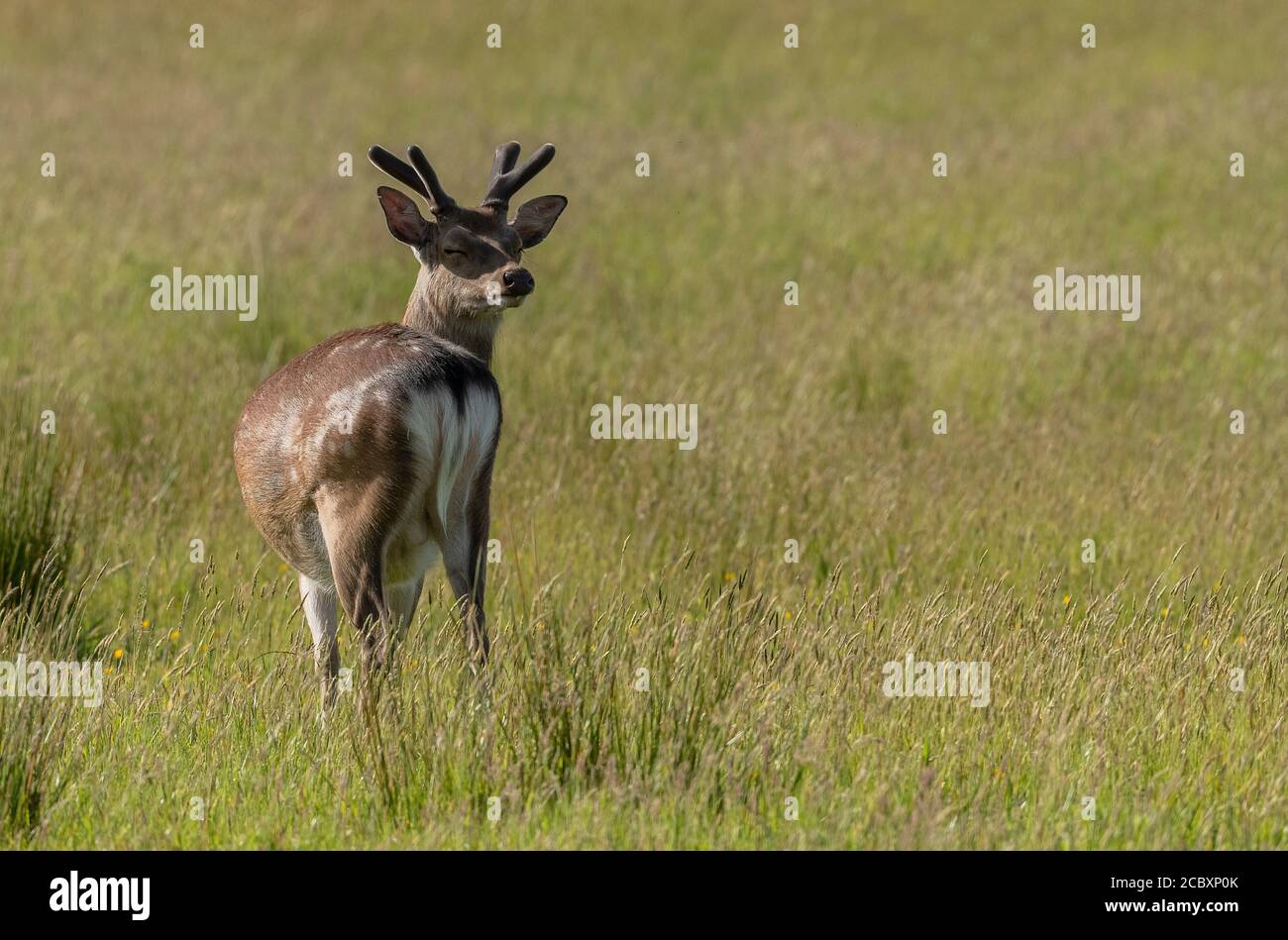 Cerf Sika mâle, Cervus nippon, pâturage dans les pâturages. Dorset. Banque D'Images