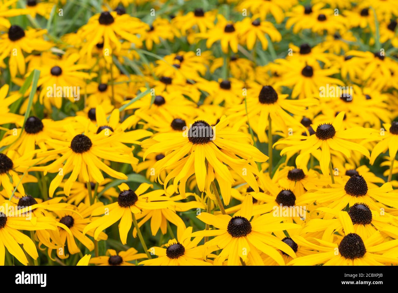 Fleurs de cône jaune, Rudbeckia fulgida ''Goldsturm'' (également fleur de cône d'or ou Susan aux yeux noirs) en basse-Autriche Banque D'Images