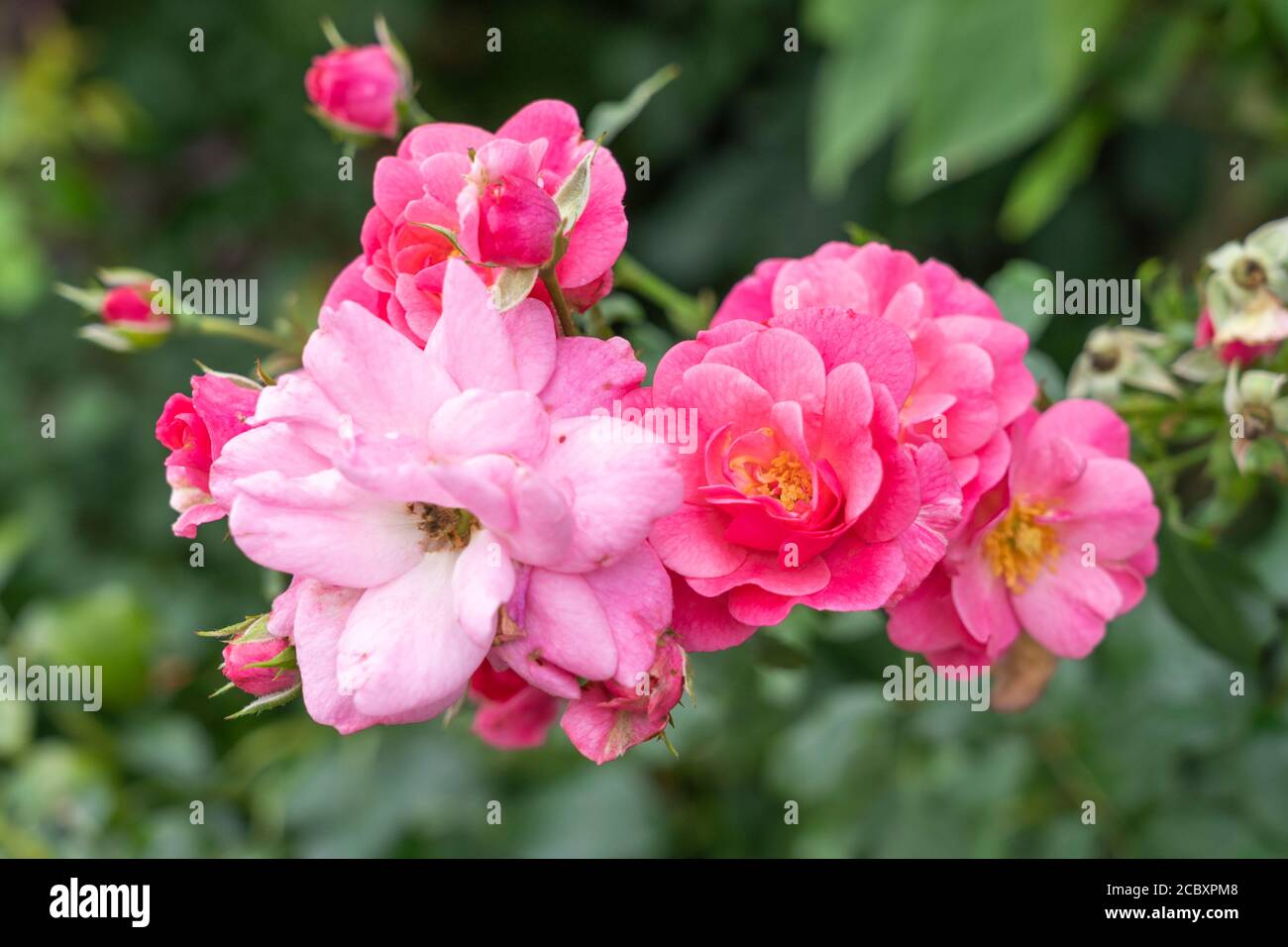 Rosa Gallica Conditorum - Old Rose 'Conditorum' un hybride de Gallica avec des pétales roses intenses et des étamines jaunes d'or. Août, Basse-Autriche, Europe Banque D'Images