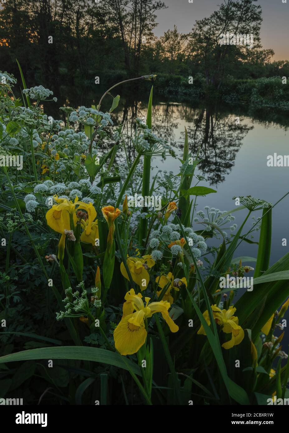 Le moût d'eau de pruche et l'iris jaune poussent près de la rivière Stour, avec des alders au-delà. Lumière du soir. Dorset. Banque D'Images