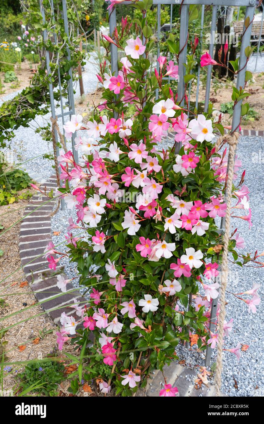 Mandevilla laxa, communément connu sous le nom de jasmin chilien, avec des fleurs blanches et roses grimpant un trellis, Kittenberger Erlebnisgärten, Basse-Autriche Banque D'Images
