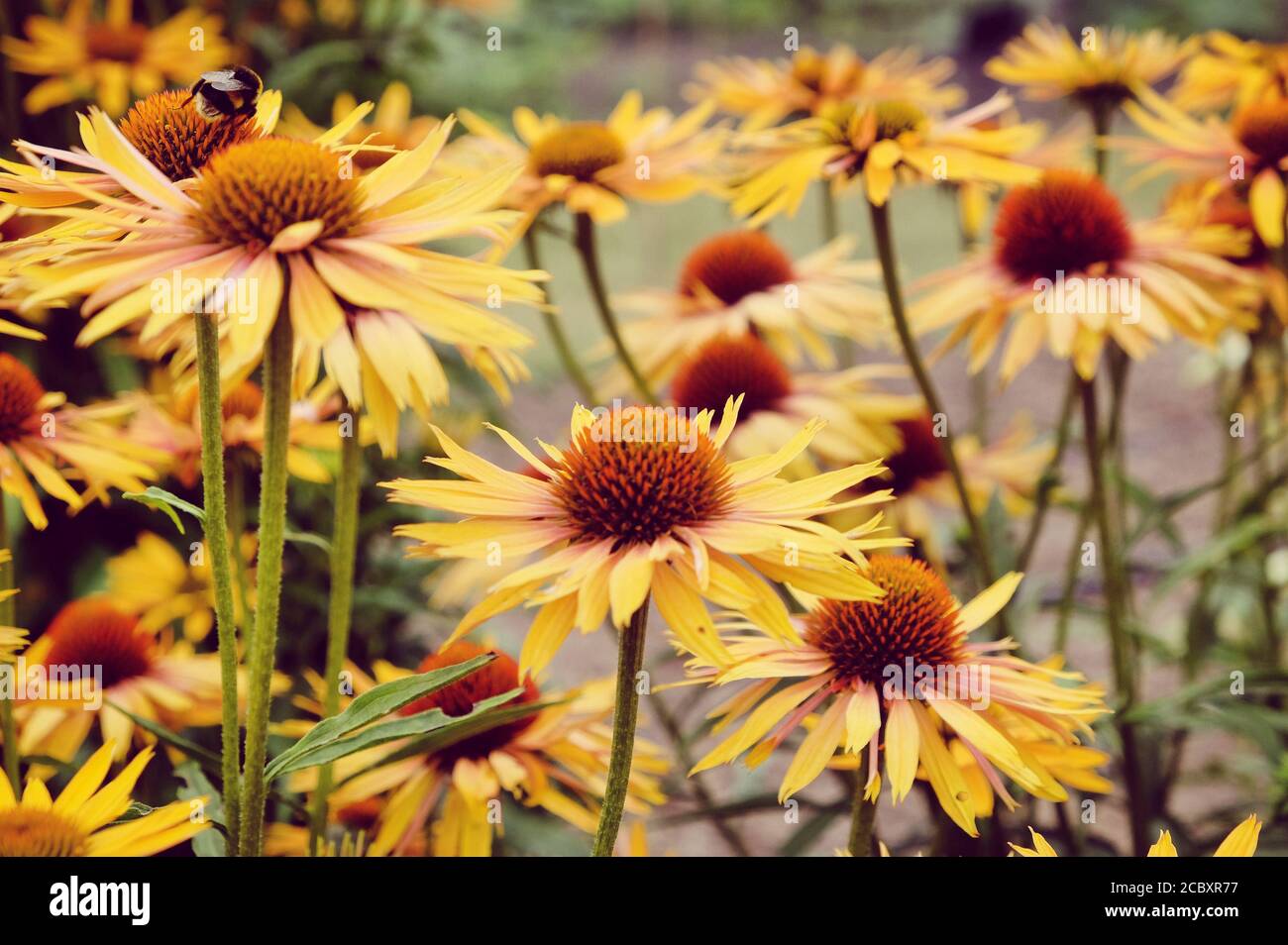 Orange Echinacea 'Big Kahuna' fleur de maïs en fleur pendant le mois d'été Banque D'Images