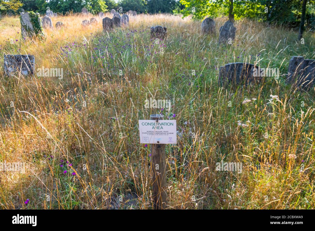 Zone de conservation, Norfolk Wildlife Trust Churchyard conservation Scheme. All Saints Church, Thorpe Abbots, Norfolk, Royaume-Uni. Banque D'Images