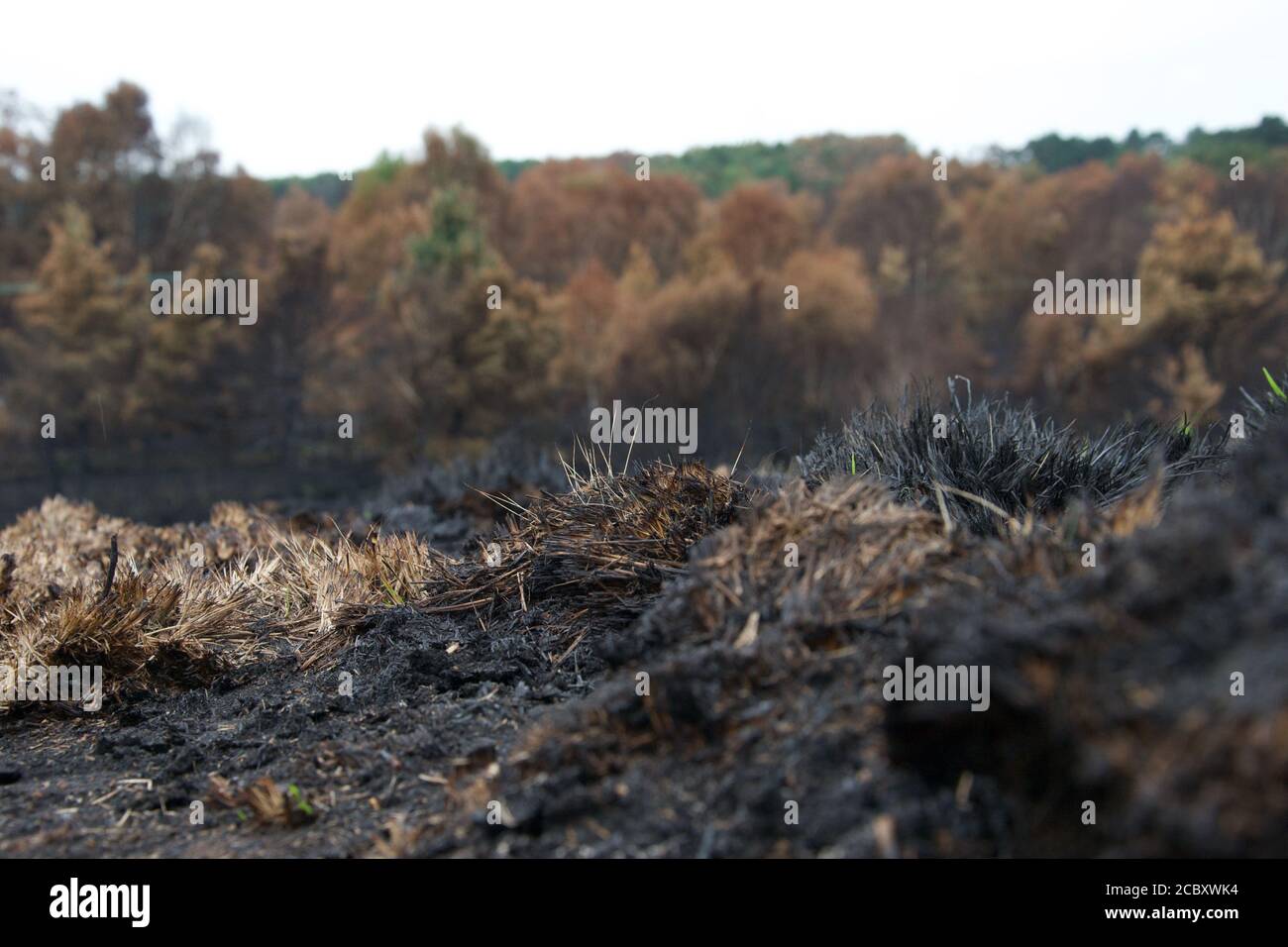 Des herbes noires brûlées sur une lande après un feu sauvage; des boudins et des cendres carbonisés où l'on cultivait autrefois des plantes (Chobham Common, Surrey, Royaume-Uni) Banque D'Images