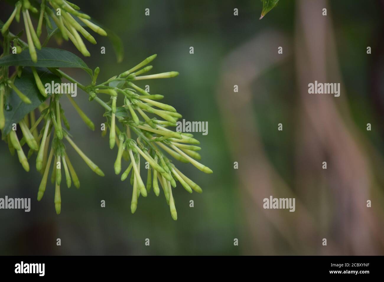 La douce odeur de Ratrani, NUIT DE FLEURS JASMIN Banque D'Images