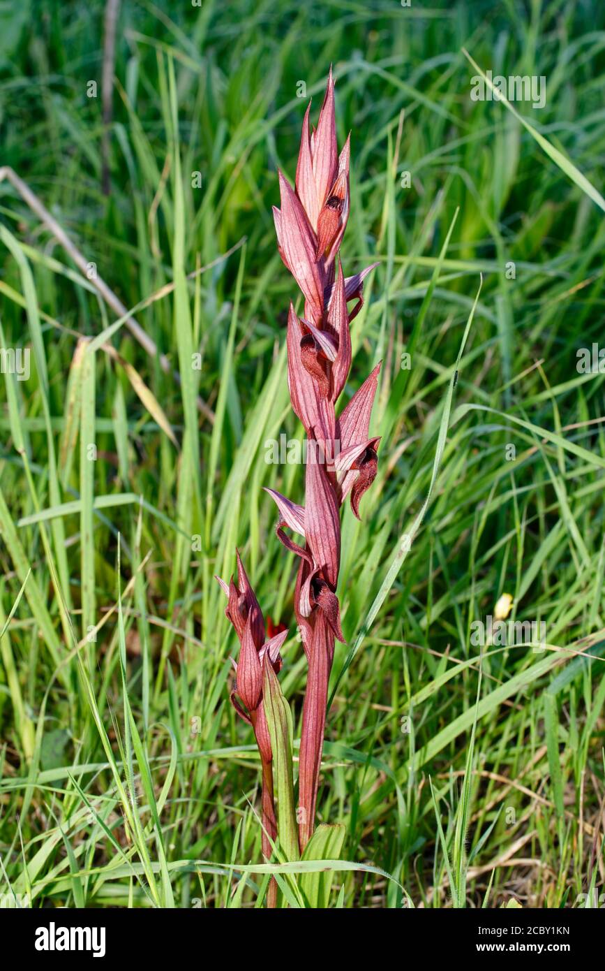 Serapias - Serapias vomeracea, de la péninsule d'Akamas, Chypre Banque D'Images