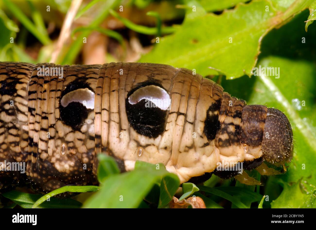 Chenille d'éléphant - Deilephila elpenor, gros plan montrant de faux yeux Banque D'Images