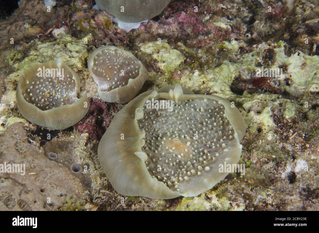 Corallienne aux champignons, Amplexidiscus fenestrafer, Discosomidae, Anilao, Batangas, Philippines, Indo-océan pacifique, Asie Banque D'Images