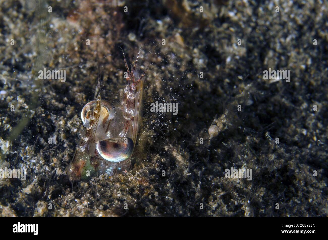 Bras long Heteropenaeus crevette, longimanus, Peneaidae, Anilao, Batangas, Philippines, mer des Philippines, l'indo-pacifique, Asie Banque D'Images