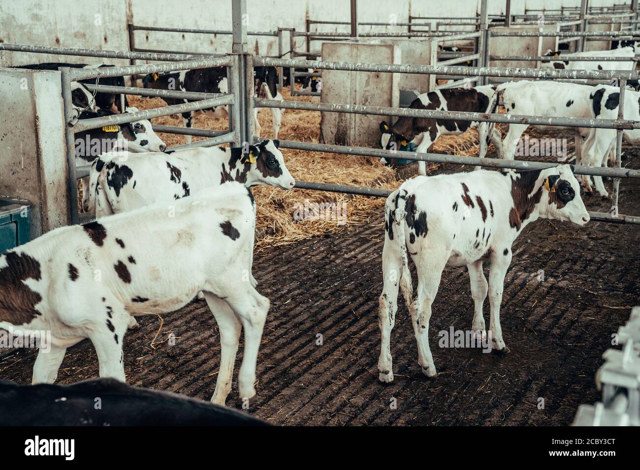 Vaches en grange dans la ferme laitière. Élevage industriel des bovins. Banque D'Images