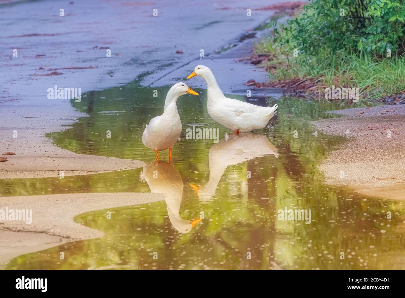 Deux canards blancs se tenant dans une flaque d'eau comme il coulait sur eux. Banque D'Images