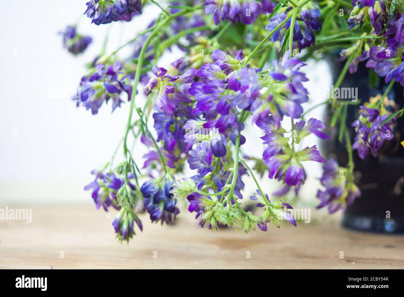 Vicia craca ou vesce touffeté, vesce d'oiseau ou de bleu et vesce boréale sur fond de bois. dof peu profond. Médecine alternative à base de plantes Banque D'Images