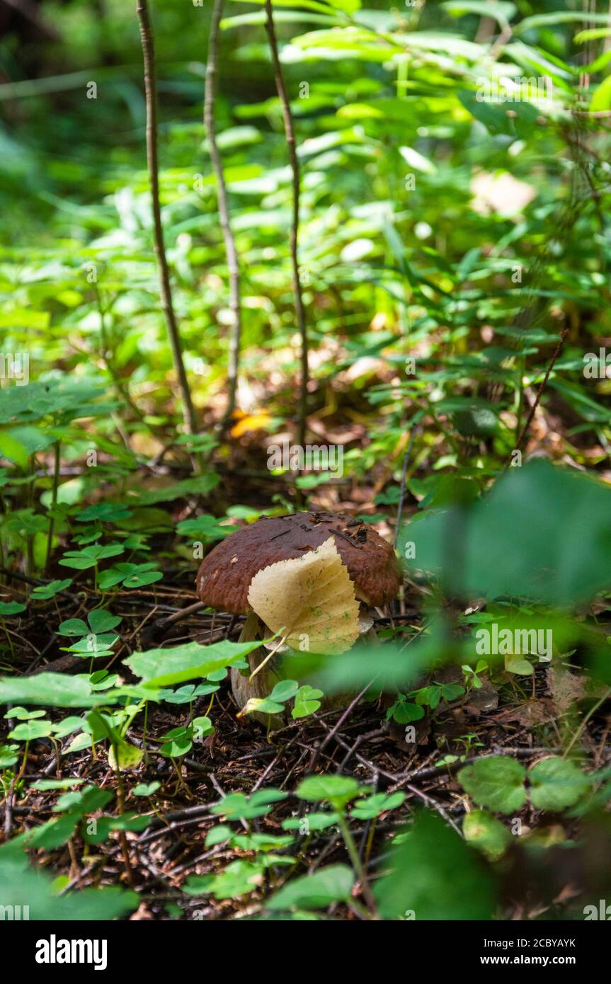 Champignon Boletus edulis sous feuille jaune dans herbe verte de bois Banque D'Images