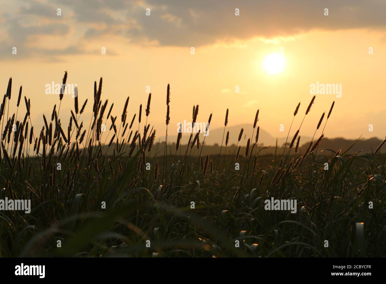 Herbe dans le champ donnant sur les montagnes au coucher du soleil. Bantry, Co Cork. Irlande. Banque D'Images