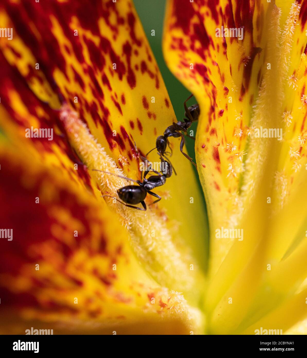 Deux fourmis noirs (Lasius niger) combattent sur un nénuphar asiatique Banque D'Images